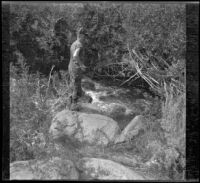 H. H. West Jr. fishing in Pine Creek, Inyo County vicinity, about 1930