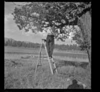 Wayne West sawing off branches from a cedar tree in front of his lakeside cabin, Big Bear Lake, 1945