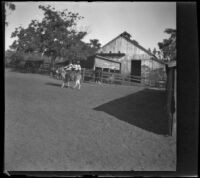 Three men ride a donkey through the barnyard, Glendale, 1898