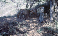 Mexico (Michoacán/Costa) - Farmyard, between 1960-1964