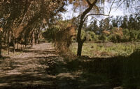 Chile (Curicó) - Fundo Curicó, dirt lane, between 1966-1967