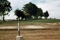 Chile (Tapique) - Landscape with cows, between 1966-1967