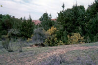 Chile (Tapique) - Landscape, between 1966-1967