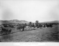 Olive and Palm Orchard. No. 1204. WATKINS' New Series. [negative copy]