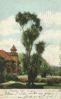 Los Angeles, Cal. Draceana Palm, Chester Place