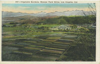 Vegetable Gardens, Elysian Park Drive, Los Angeles, Cal