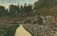 The Walks Between Flowers at Elysian Park, Los Angeles, Cal