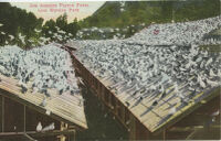 Los Angeles Pigeon Farm, near Elysian Park