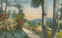 Flower Bordered Walks and Drives, Showing Eucalytus Trees, Elysian Park, Los Angeles, Cal