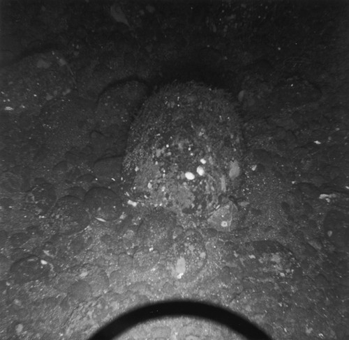 Sea floor, west of Isla Ángel de la Guarda