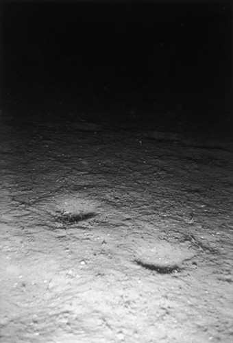 Sea floor, east of Isla Ángel de la Guarda