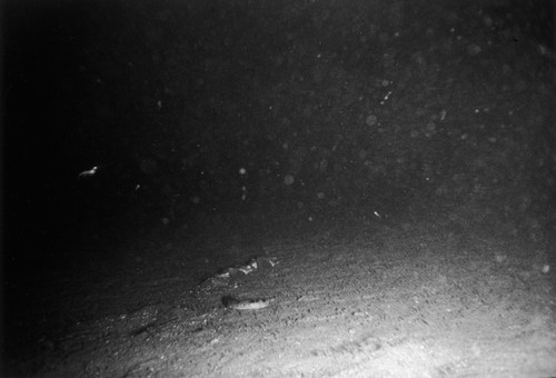 Sea floor, east of Isla Ángel de la Guarda