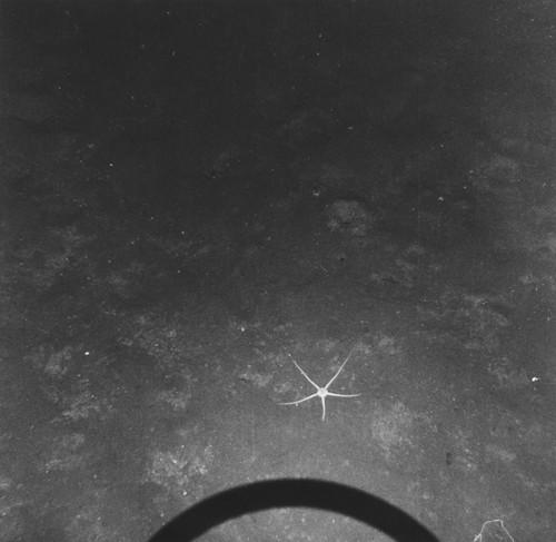 Sea floor, San Lucas Canyon