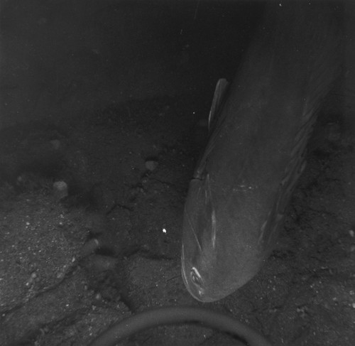 Sea floor, San Lucas Canyon