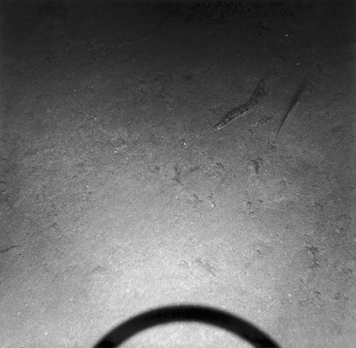 Sea floor, east of Isla Ángel de la Guarda