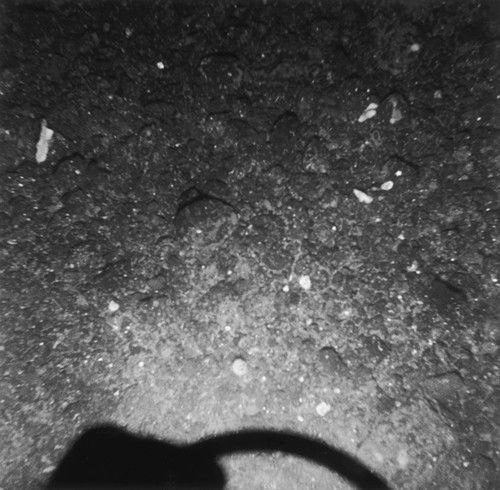 Sea floor, west of Isla Ángel de la Guarda