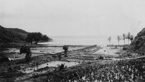 Flooding after tsunami, University of Hawaii Agricultural Extension Service area Honouliwai Furiya