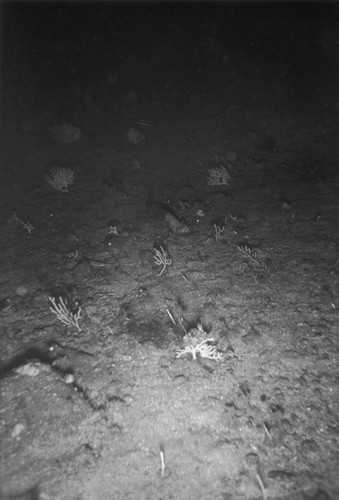 Sea floor, south of Isla Ángel de la Guarda