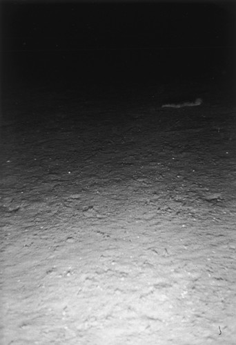 Sea floor, east of Isla Ángel de la Guarda