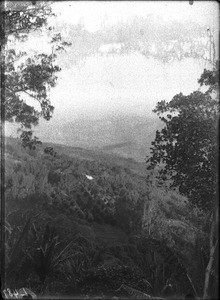 Orange grove, Lemana, Limpopo, South Africa, ca. 1906-1907