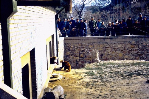 Beijing Zoo, red panda