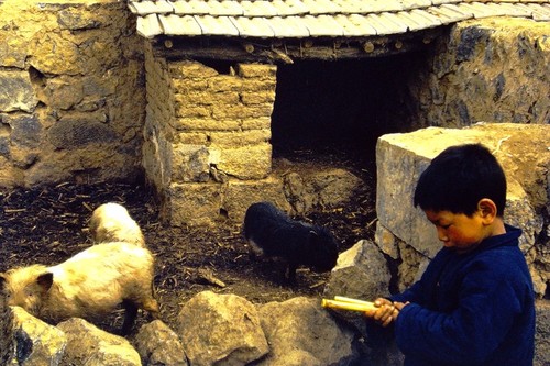 Child standing next to a pigsty (2 of 2)