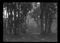 Stand of trees, circa 1920