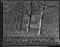 Orchard or allée, circa 1920