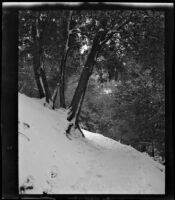 Trees on snow-covered slope, circa 1920