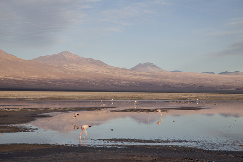 Flamencos alimentándose en la laguna Chaxa