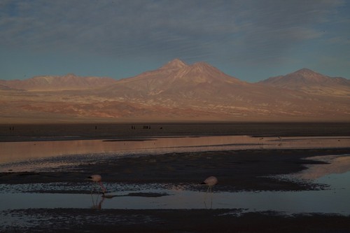 Flamencos en Laguna Chaxa al atarceder