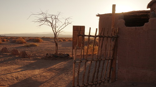 Chañar en Tulor