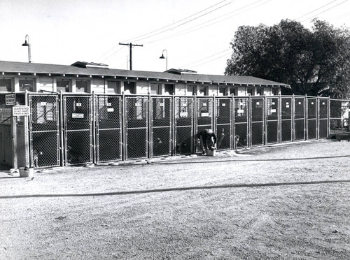 Kennels at animal shelter