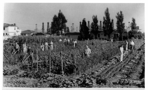 Victory Garden