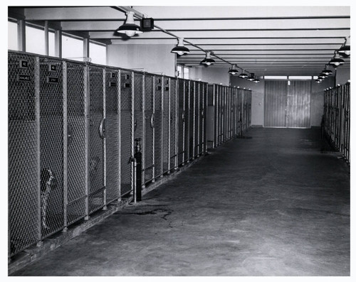 Animal shelter kennels