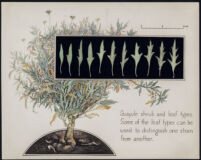 Guayule shrub and leaf types, n.d