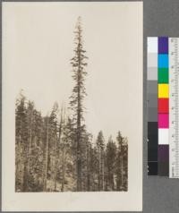 Tall White Fir left in logging. Clio, California. Abies concolor. D. Dunning