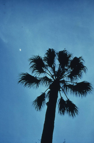 Sacramento Palm