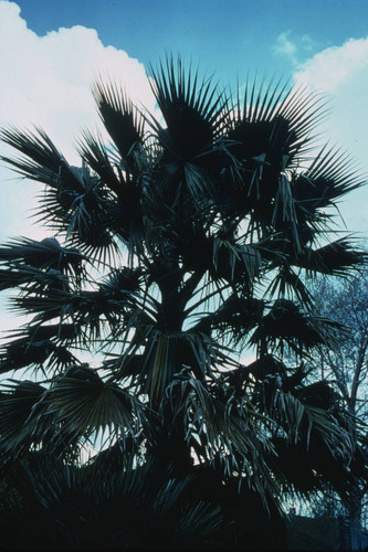 Sacramento Palm