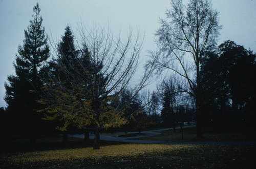 Fall Sacramento, 1978