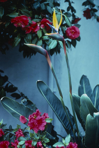 Bird of Paradise, Spring 1978