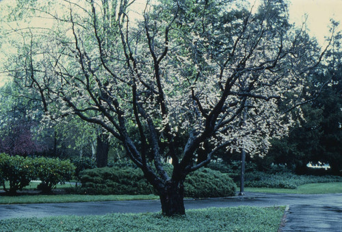 Sacramento Spring