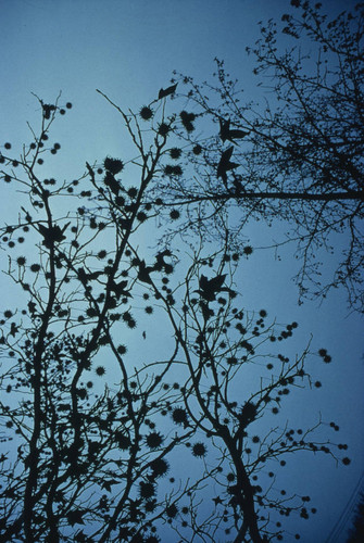 Winter skies in Sacramento