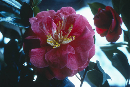 Sacramento Spring Camelia