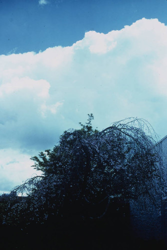 Sacramento Trees, 1978