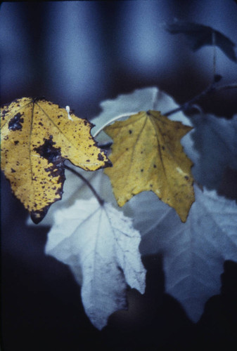 Fall Sacramento 1978