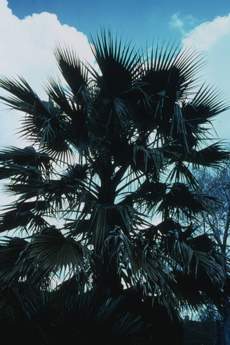 Sacramento Palm