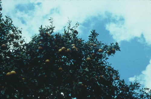 Sacramento Orange Tree