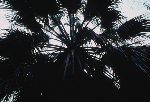 Sacramento Palm