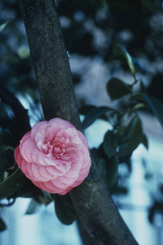 Sacramento Camellia 1978 Spring